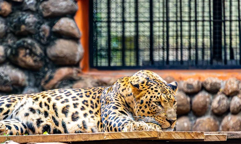 Umbre peste casa copilăriei mele