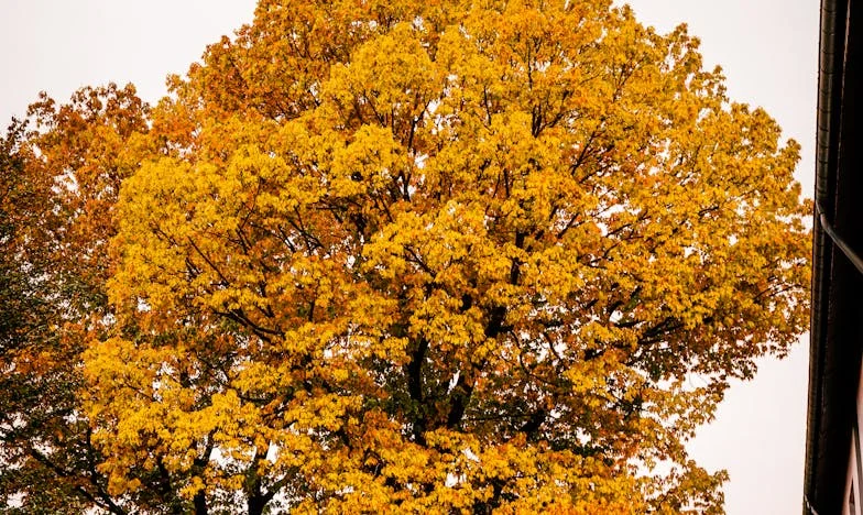 Umbrele din casa noastră: Povestea unei mame între adevăr și tăcere