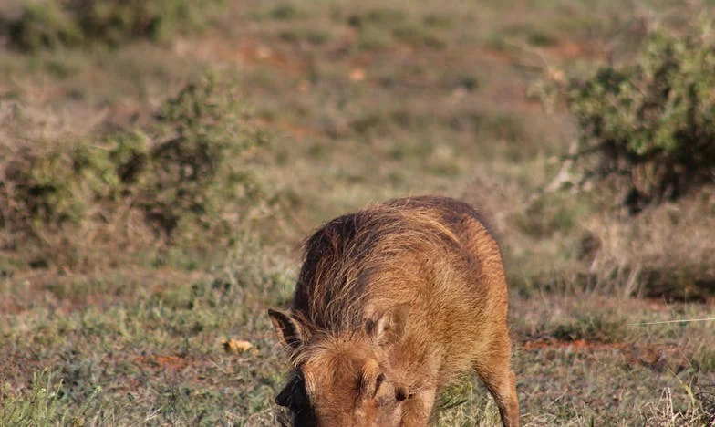 Vara care mi-a sfâșiat familia – Poate fi iertată trădarea supremă?