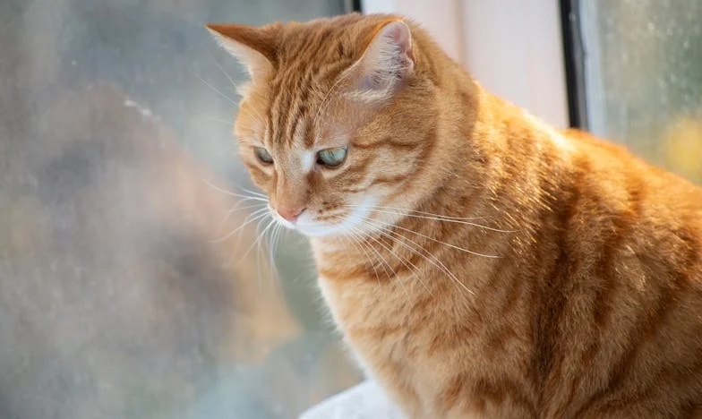 Vizita la soacră: ziua în care am aflat adevărul care mi-a sfâșiat familia