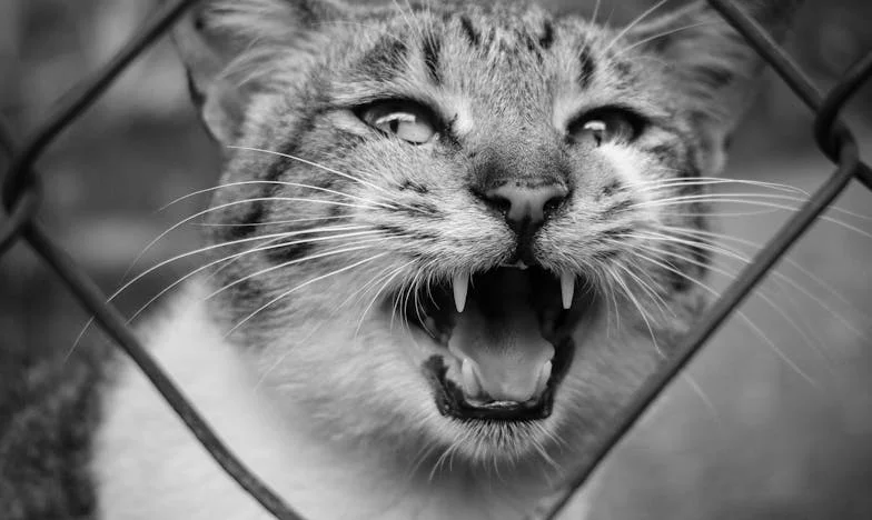 Zaboli de fiecare dată când mă privesc în oglindă: Poveste despre trădare și iertare