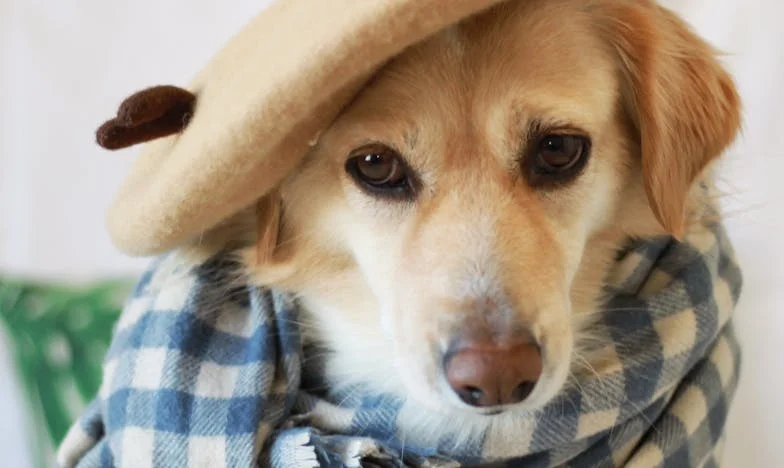 Când acasă devine câmp de luptă: Povestea mea cu soacra sub același acoperiș