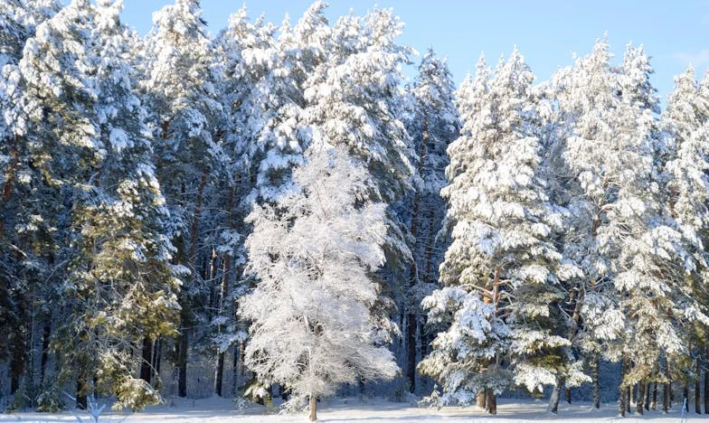 „Când iei pensia, rămân cu tine“: Povestea unei bunici și a nepotului său