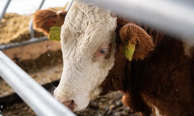 Când nota de plată a venit înaintea jurămintelor: O nuntă, două familii și o inimă frântă