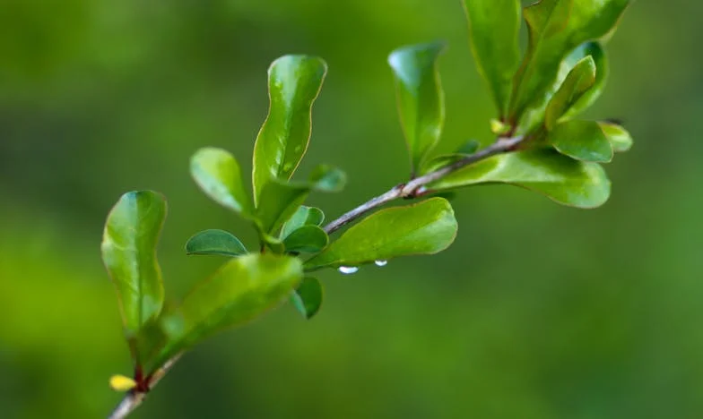 Când sângele nu mai e apă: Povestea unei trădări de familie