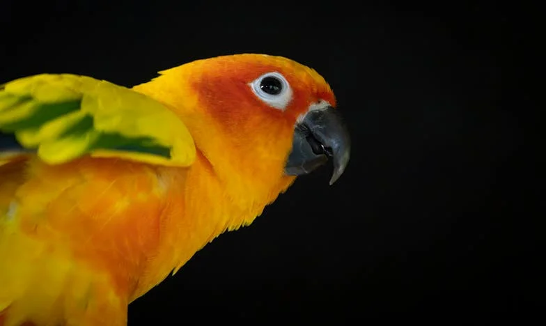 Când soacra devine îngrijitoare: Cinci ani care mi-au schimbat viața