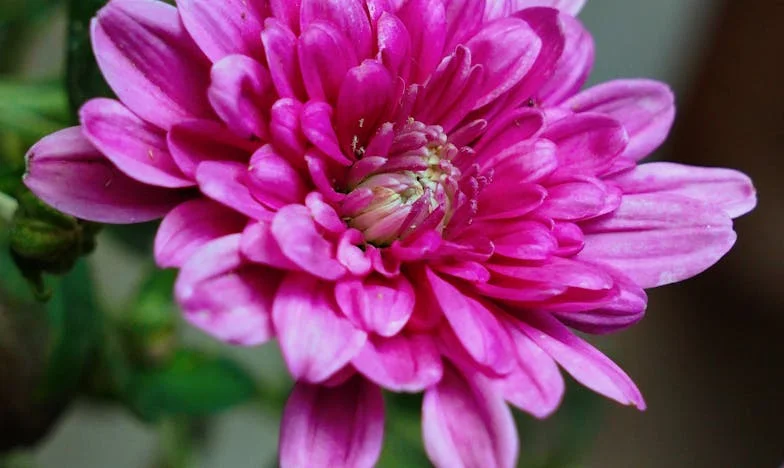 Când trecutul bate la ușă: Povestea fiicei mele dispărute și furtuna din familia noastră