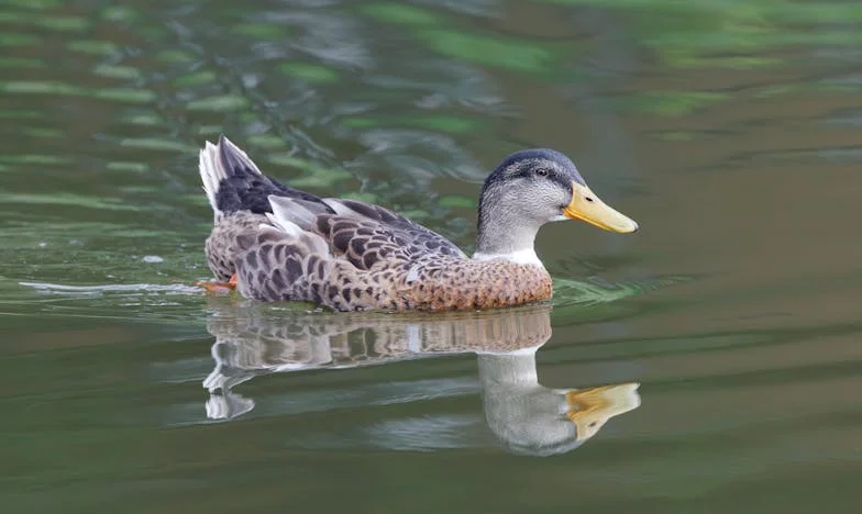 Când viața se prăbușește: Povestea Anei, o mamă singură din Rahova