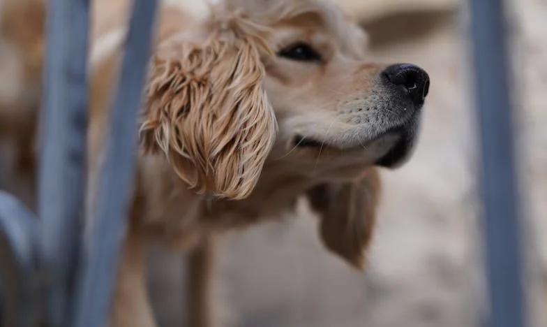 Cine are dreptul la numele fiului meu?