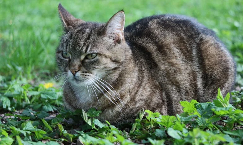 De două ori trădată: Povestea unei mame care și-a pierdut copiii și încrederea în propria mamă