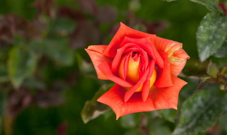 „Doar mătușa cu apartamentul”. Povestea despre cum familia poate răni cel mai tare