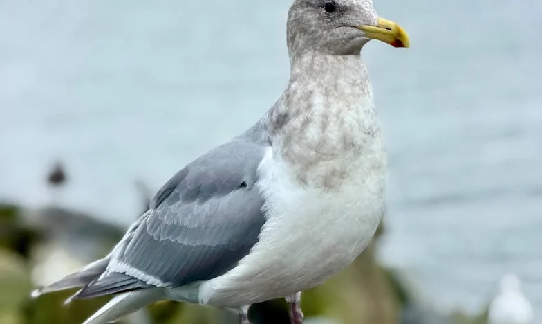 Între dorințe, bani și vechi răni: Povestea unei veri care a schimbat totul