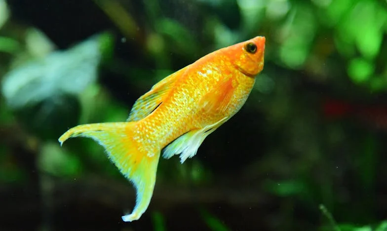 Între două lumi: Povestea mea despre dragoste și prejudecăți