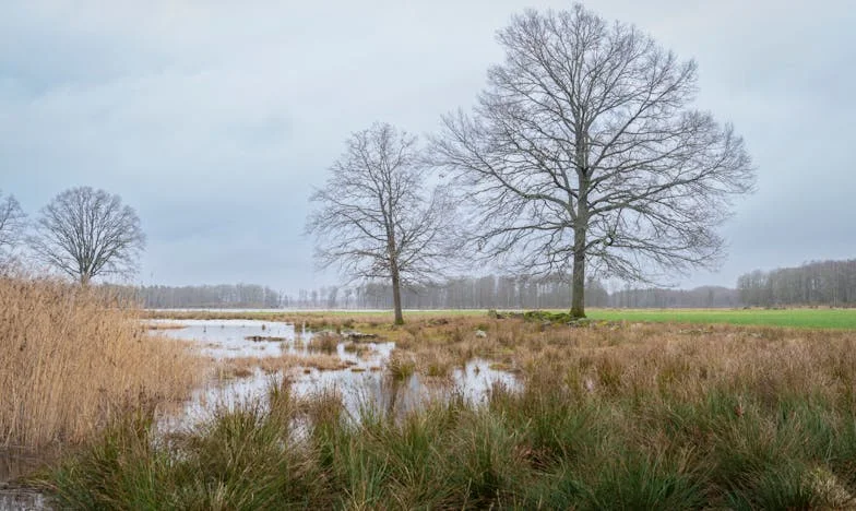 Între două lumi: Povestea unei familii sfâșiate de manipulare