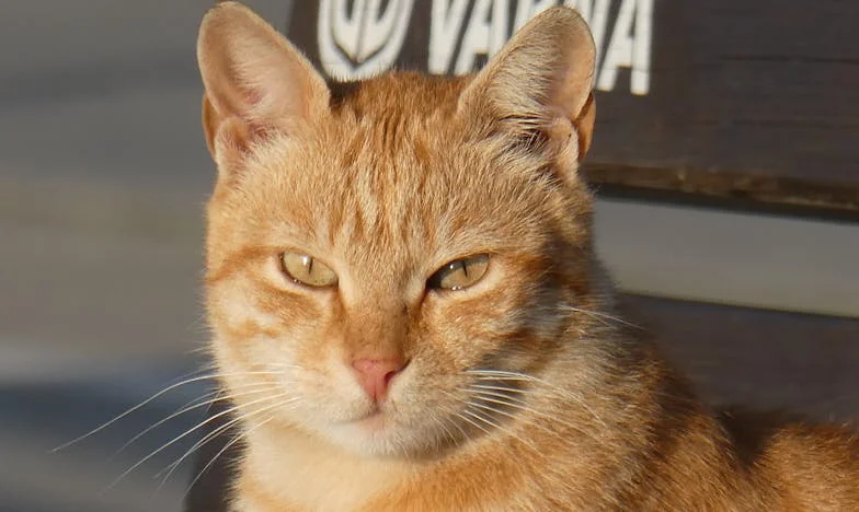 Între Dragoste și Renunțare: Casa care Ne-a Despărțit