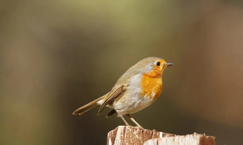 „Îți dau apartamentul, dar doar cu o condiție” – Povestea unei familii la răscruce