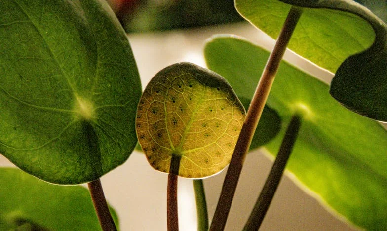 „Mama, hai să vindem casa”: Povestea unei familii, a iubirii și a trădării