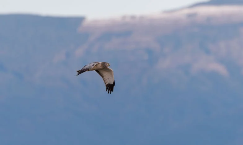 Mama nu vrea să-mi crească copiii: Povestea unei mame singure din București