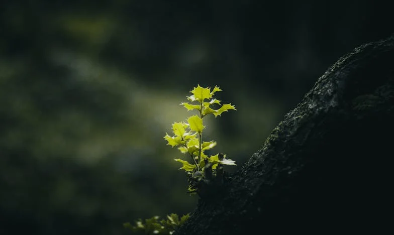 Moștenirea care ne-a destrămat: Povara unei alegeri imposibile