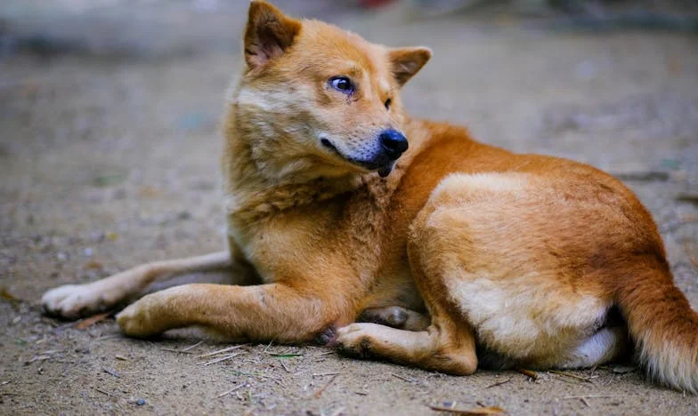 Niciodată destul de bună pentru familia lui Vlad: Povestea unei iubiri printre prejudecăți