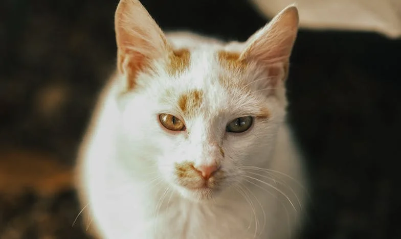 Sub pielea tăcerii: Cum am aflat că viața mea era o minciună