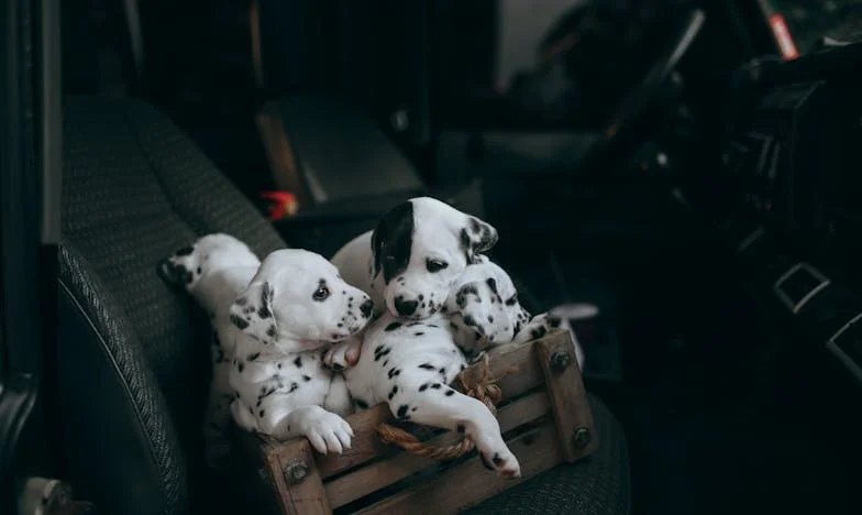 Testamentul Tăcerii: Între Iubire și Trădare