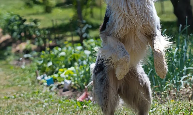 Ultima Scrisoare către Sora Mea: Povestea lui Rareș și Umbra Trecutului