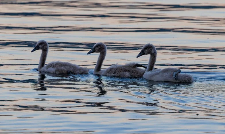 Un telefon care mi-a schimbat viața – Povestea Anei din Cluj