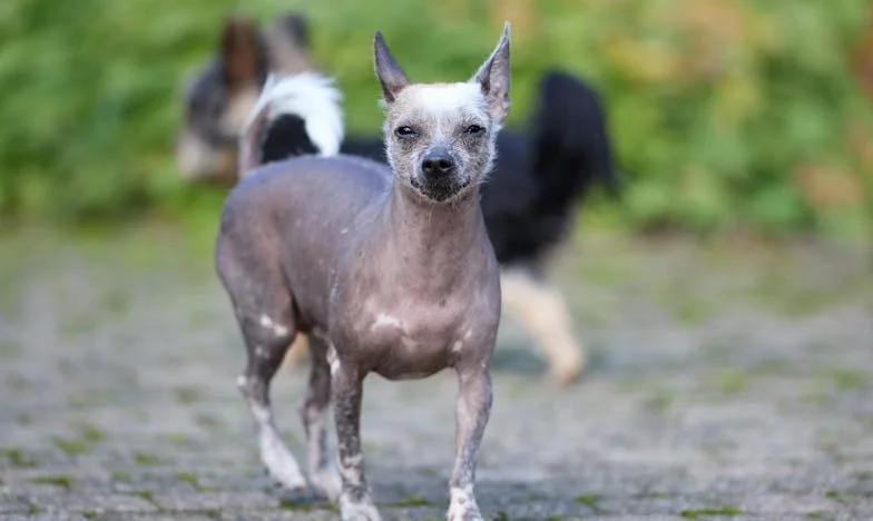 „Aici nu ești decât o musafiră” – Povestea unei vieți între două uși închise