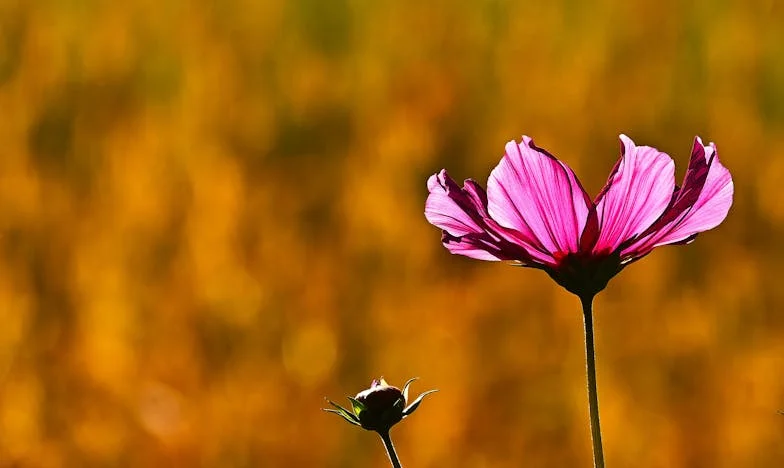 Când dragostea devine o factură: Povestea mea cu Vlad