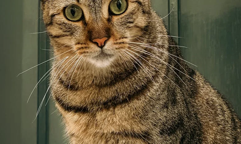 Când sângele nu e mai gros decât betonul: povestea unui apartament și a unei familii destrămate