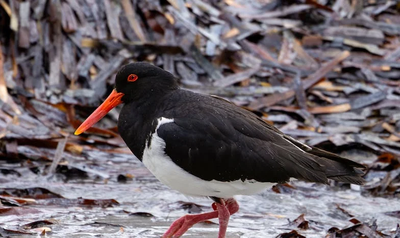Când sângele nu mai leagă: Povestea unei trădări de familie