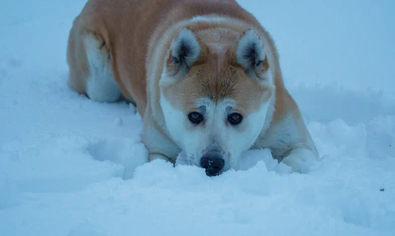 „De ce doare totul, mamă?” – Lupta unei mame pentru viața fiicei sale și adevărul ascuns al familiei