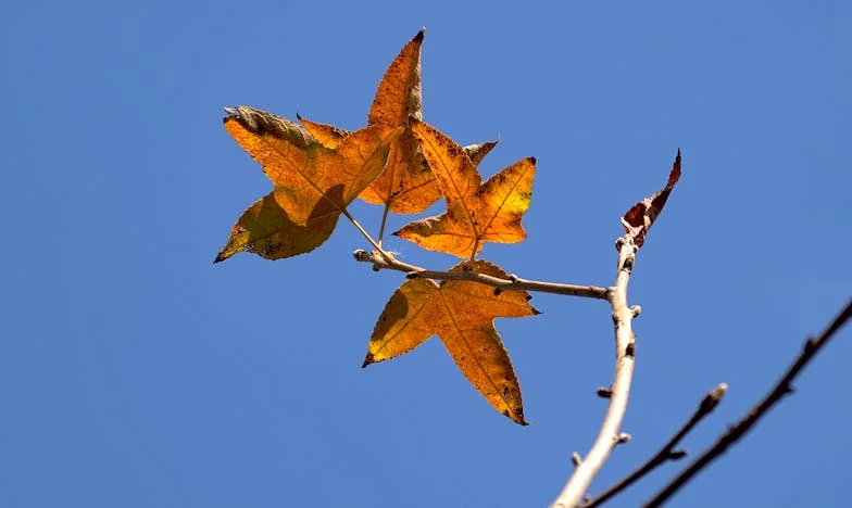 Firul care se rupe: Povestea unei mame din București
