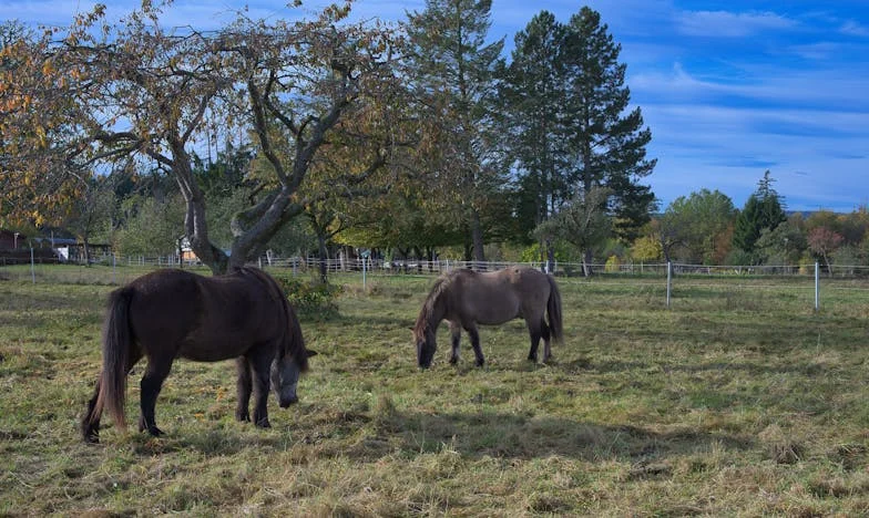 Între două iubiri și credință: Drumul meu spre lumină