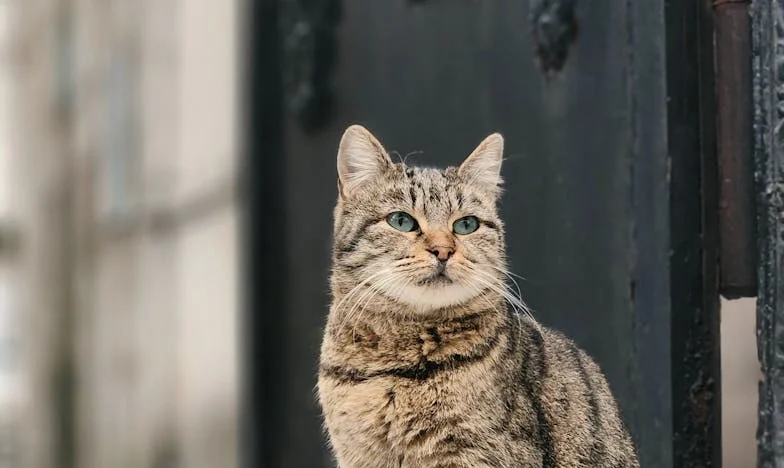 Nu sunt servitoarea voastră: Povestea Magdei din București