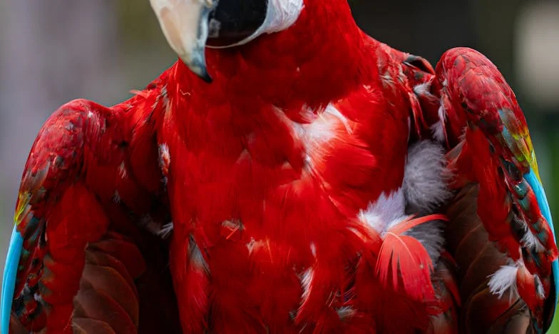 Ochii vechii mele prietene