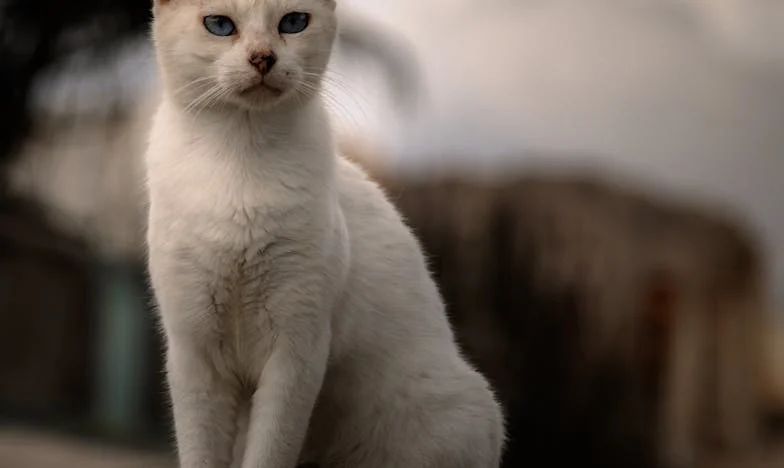 Când nimeni nu vine după mine: Poveste între iertare și uitare