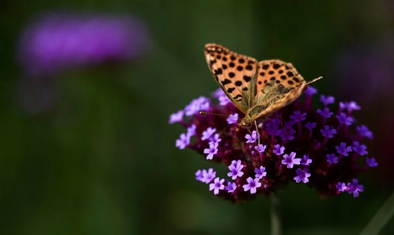 Între două focuri: Povestea unei femei care a ales mereu pe alții, dar s-a pierdut pe sine