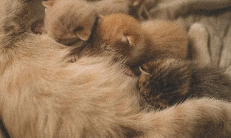 M-am îndrăgostit la 60 de ani: povestea mea de dragoste neașteptată din piață