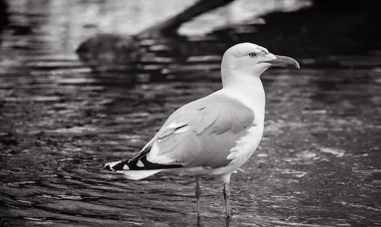Prea multă distracție – așa am aflat secretul soțului meu la Urgențe, și tot cu cardul meu a plătit!