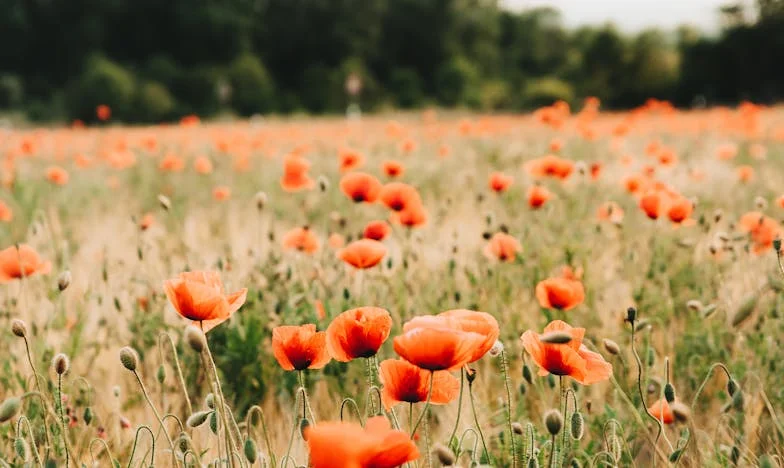 Când vecinul devine prea apropiat: Poveste despre limite și prietenie