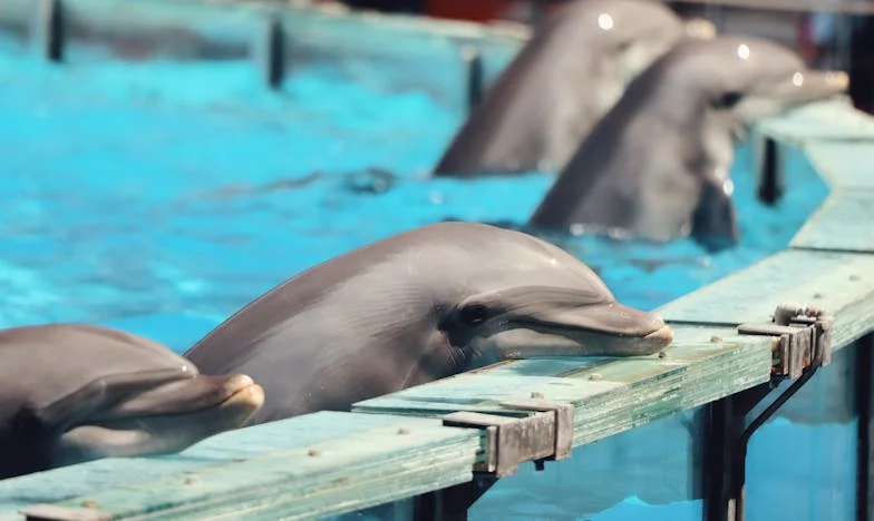 Foamea vecinei mele – Copilăria în umbra tăcerii și a sărăciei