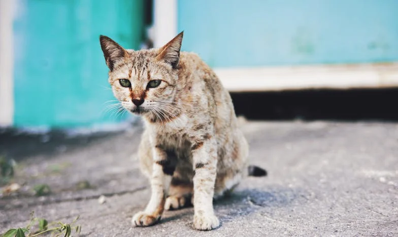 Furtul care ne-a unit: Povestea unei prăvălii de prăjituri și a unei comunități