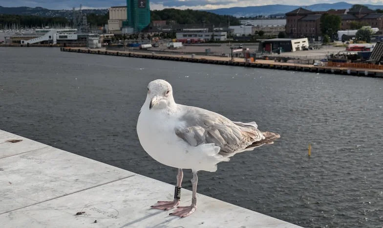 „Nu ești destul de cool, mamaie!” – Povestea unei bunici cu inima frântă