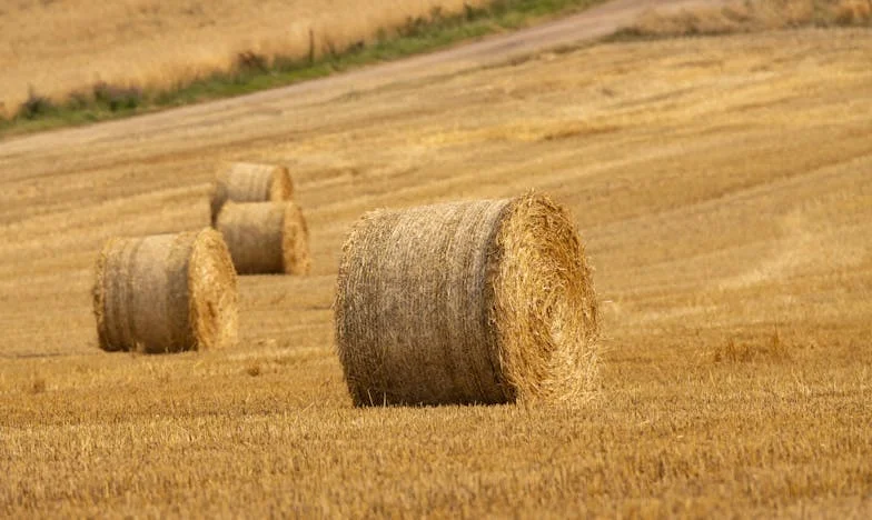 De ce ar trebui să-mi pese acum? Povestea Anei, fata invizibilă