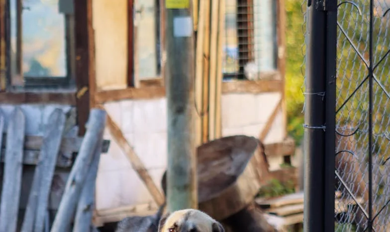 Când adevărul doare mai tare decât boala: Povestea mea de tată