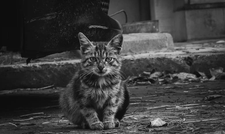 Când prejudecata se așază la masă: Povestea unei familii din Ploiești