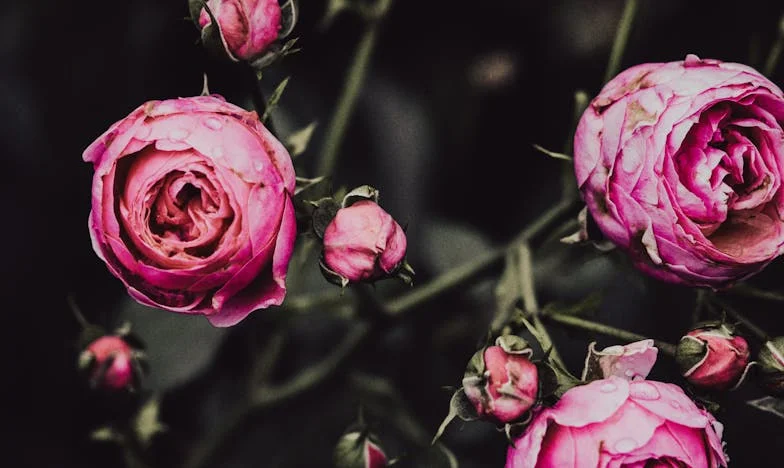 Între datorie și fericire: Povestea mea despre sacrificiu și curaj