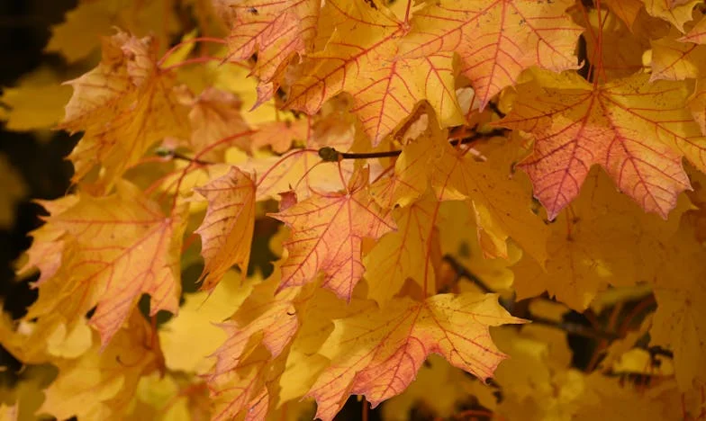 Nașterea care mi-a rupt familia: Mama mea, soacra și granițele imposibil de trecut